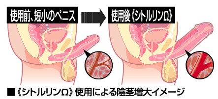 シトルリンの効果