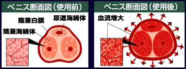 シトルリンはペニスの血流量をアップさせる